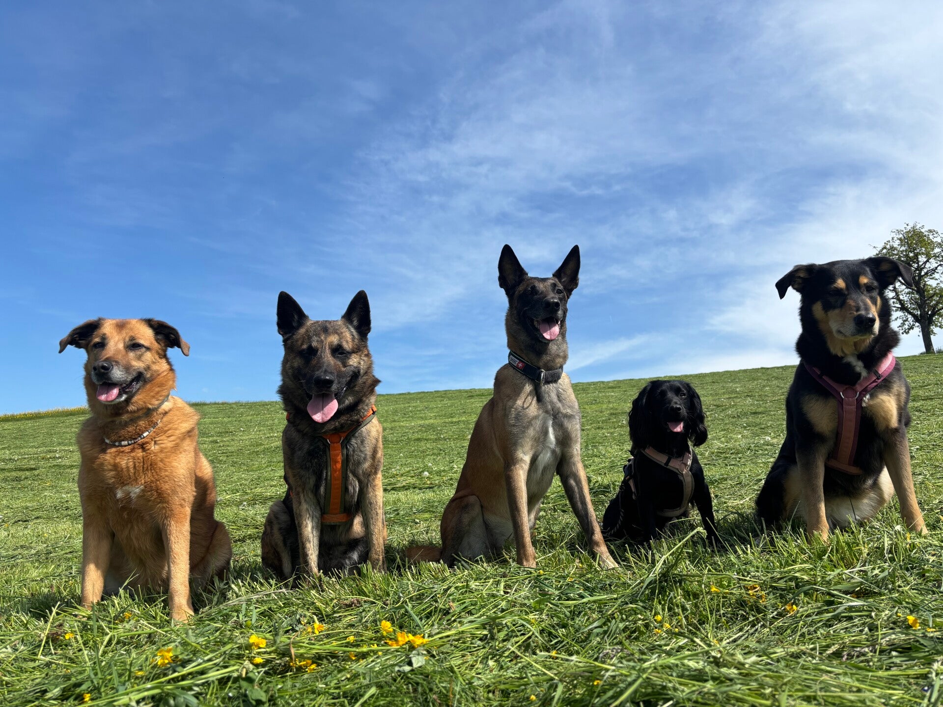 Gruppe von fünf Hunden auf einer Wiese unter blauem Himmel