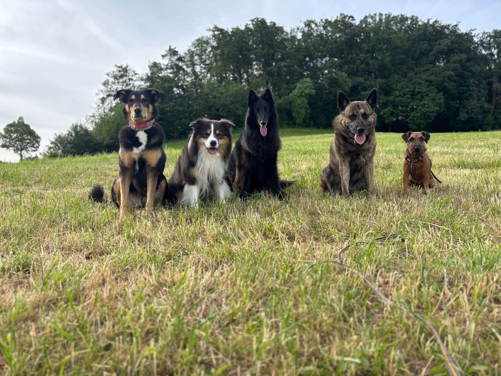 Fünf Hunde sitzen ruhig nebeneinander auf einer Wiese am Waldrand