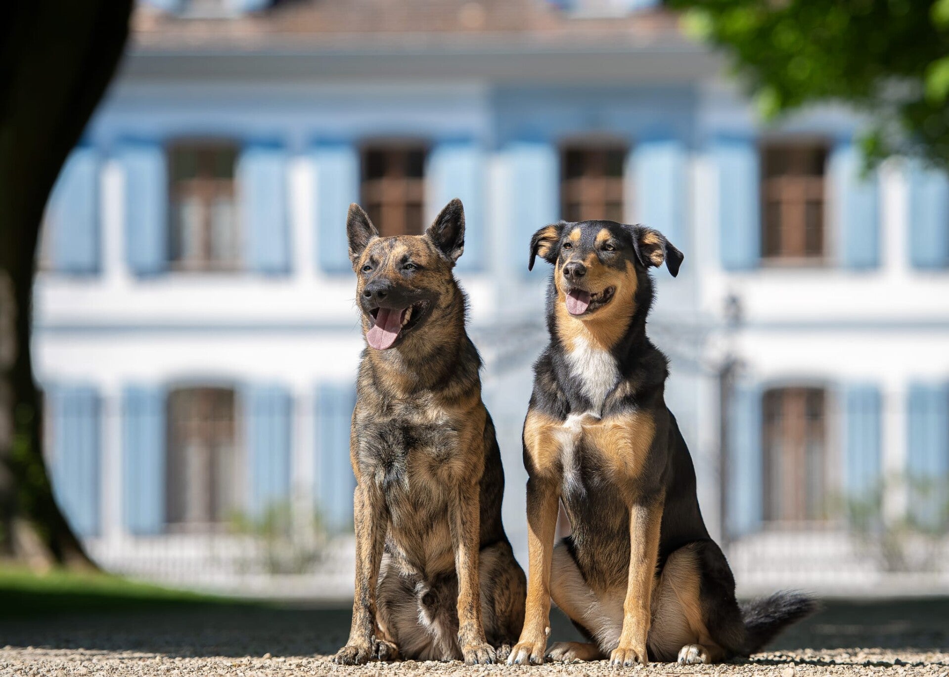 Zwei Hunde sitzen konzentriert nebeneinander und schauen in die Kamera