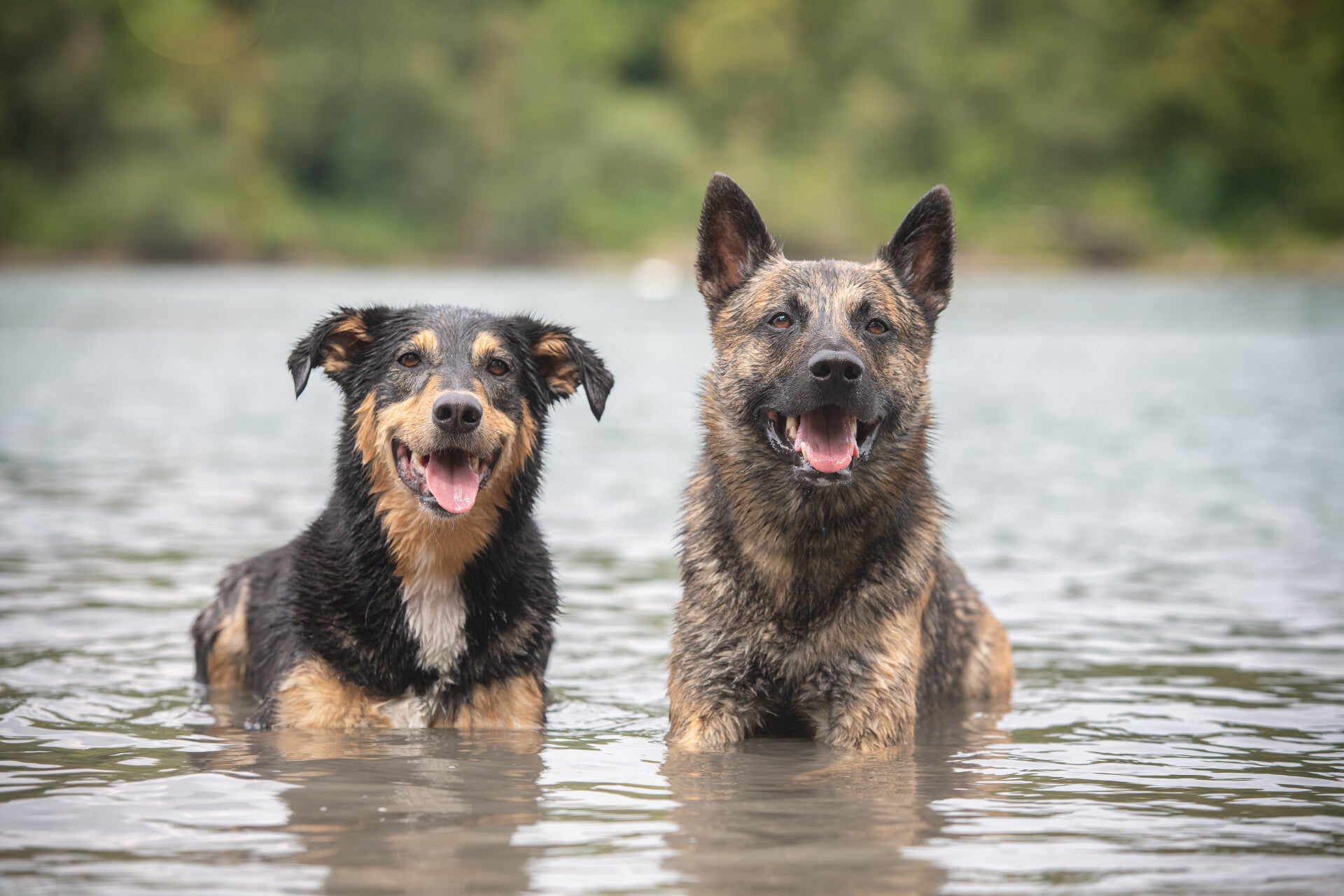 Nero, ein gestromter Holländischer Schäferhund, steht mit Mia im Wasser