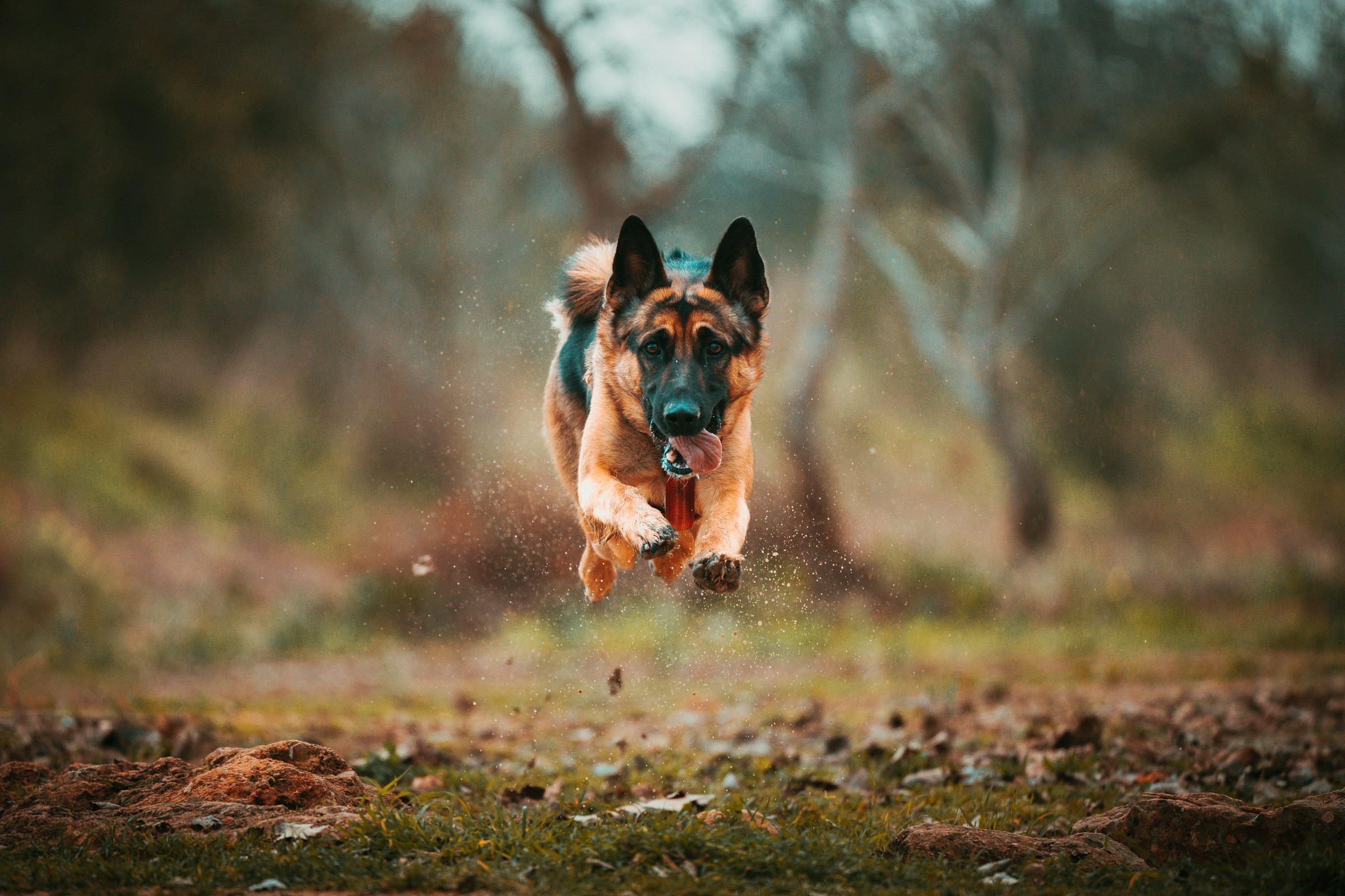Schäferhund rennt über einen Waldweg